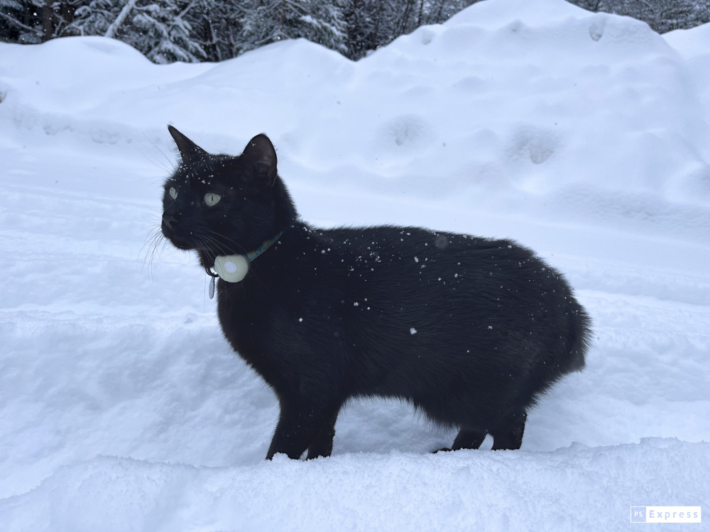 Cat in snow