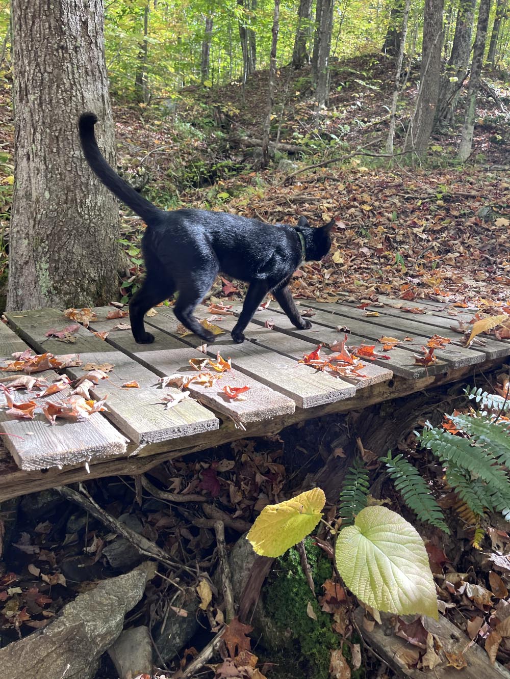 Cat walking in trail